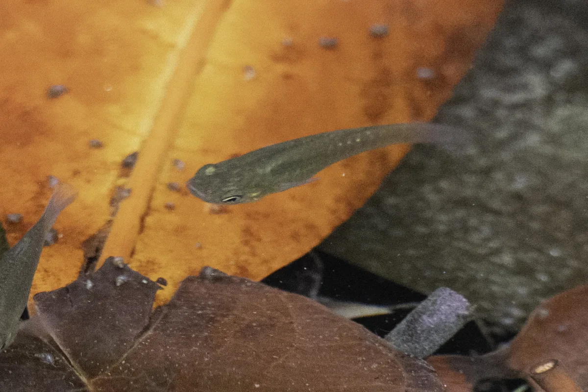 Foto de Poecilia sphenops em ambiente natural ou aquário