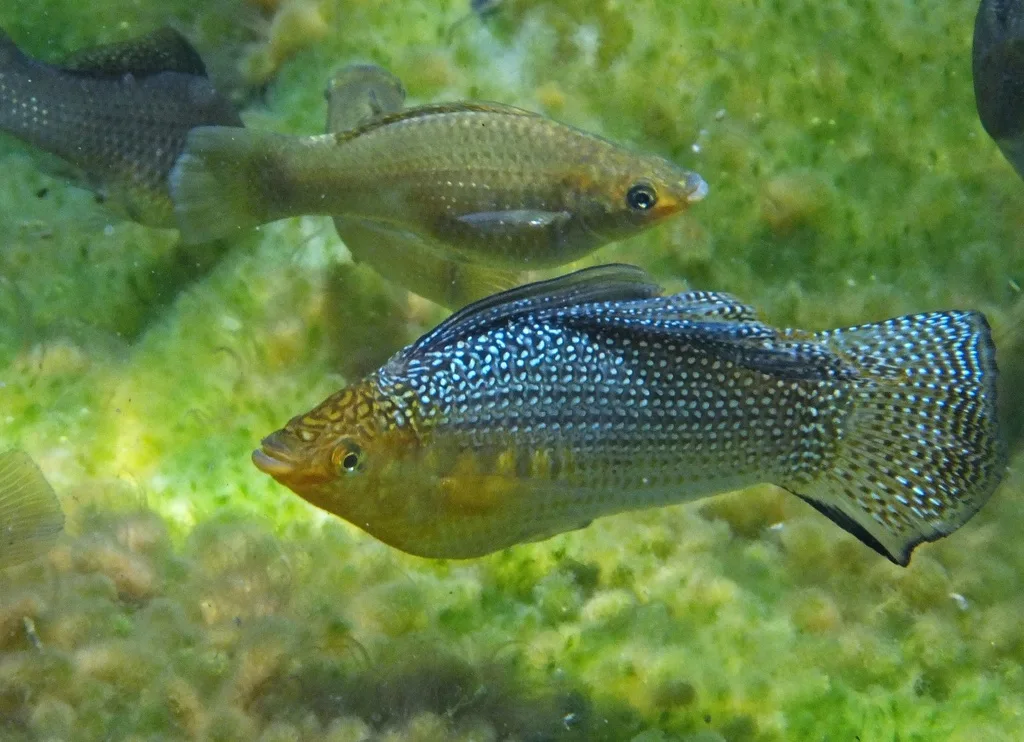 Foto de Poecilia velifera em ambiente natural ou aquário