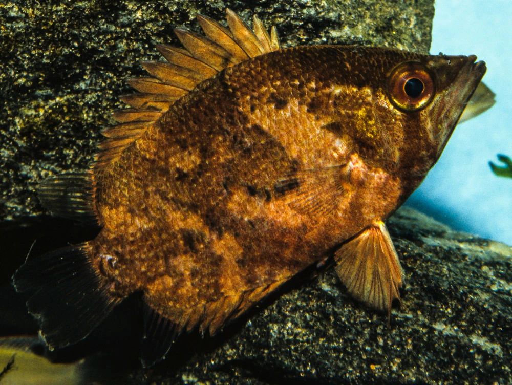 Foto de Polycentropsis abbreviata em ambiente natural ou aquário