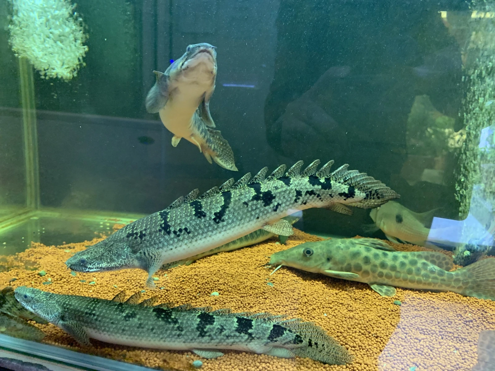 Foto de Polypterus delhezi em ambiente natural ou aquário