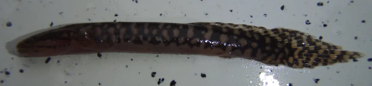 Foto de Polypterus ornatipinnis em ambiente natural ou aquário