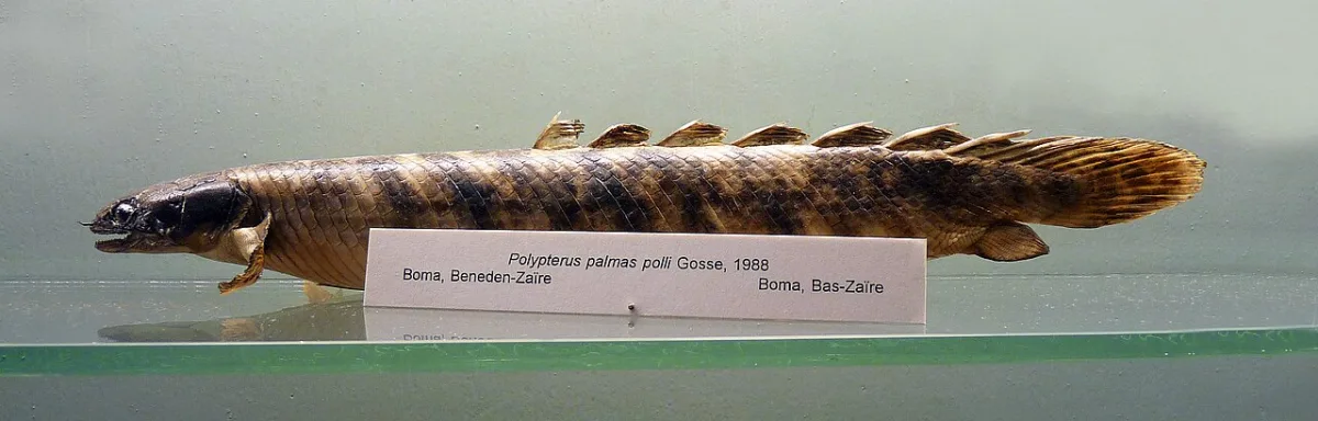 Foto de Polypterus palmas polli em ambiente natural ou aquário