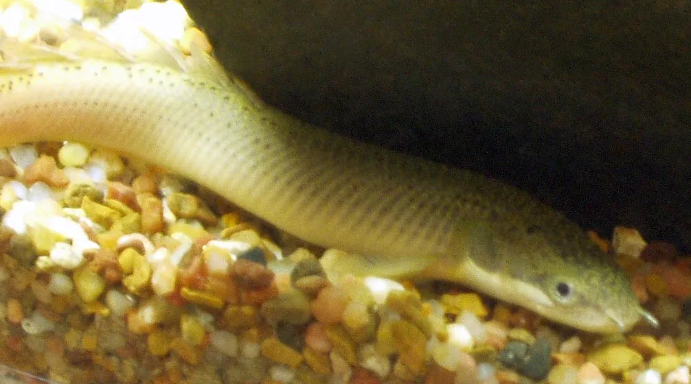 Foto de Polypterus senegalus senegalus em ambiente natural ou aquário
