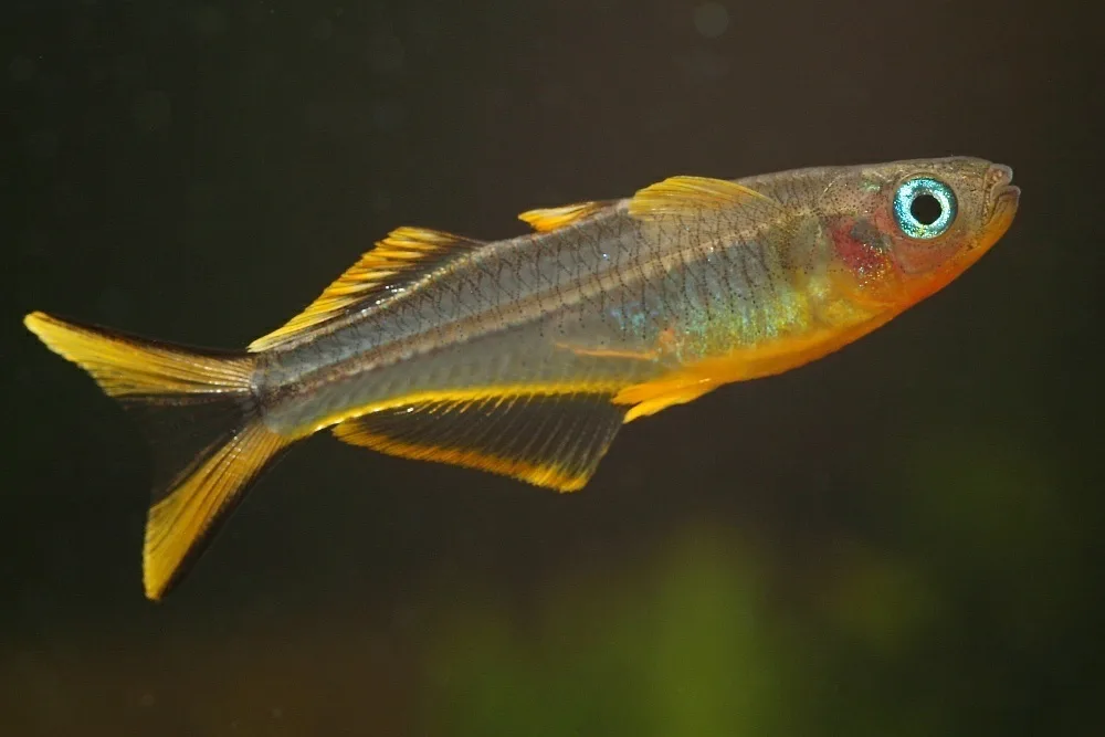 Foto de Pseudomugil furcatus em ambiente natural ou aquário