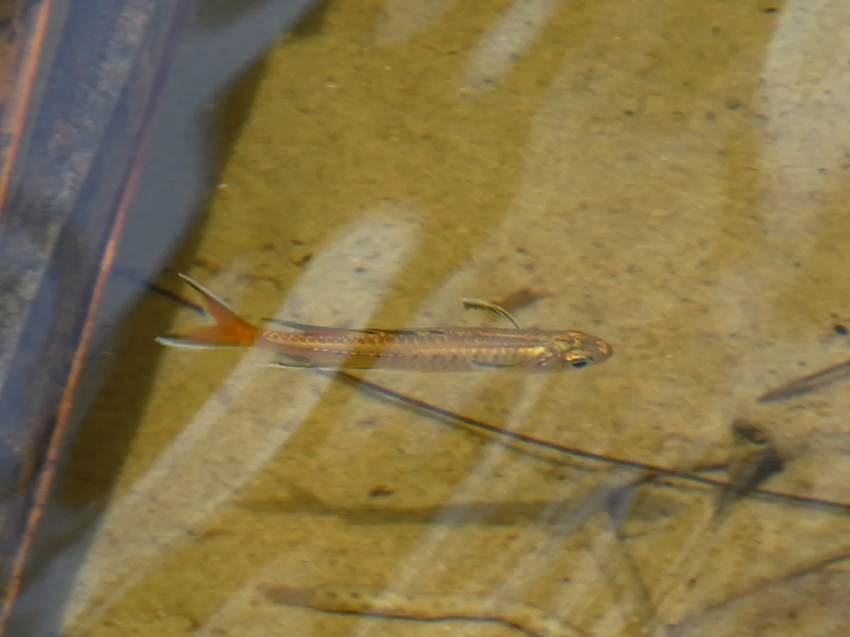 Foto de Pseudomugil signifer em ambiente natural ou aquário