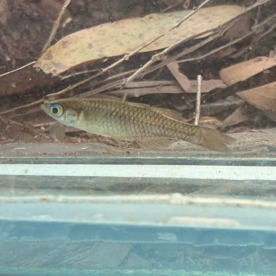 Foto de Pseudomugil tenellus em ambiente natural ou aquário