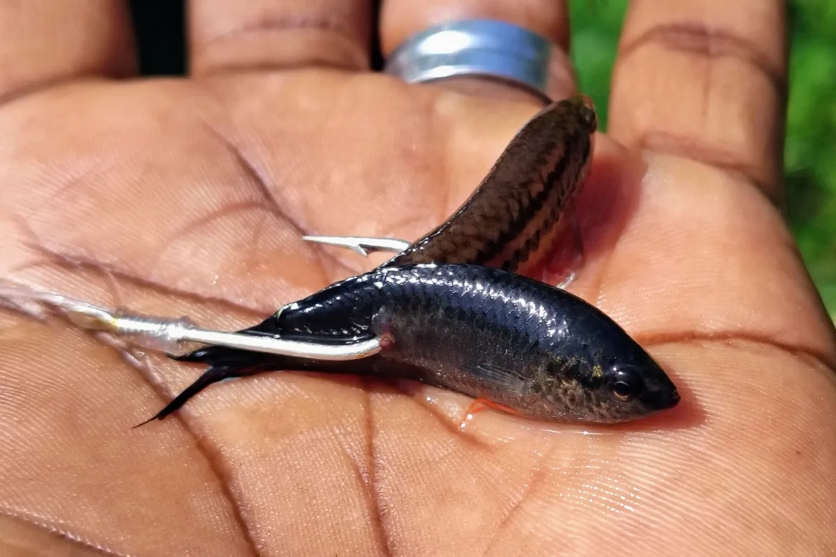 Foto de Pseudosphromenus cupanus em ambiente natural ou aquário