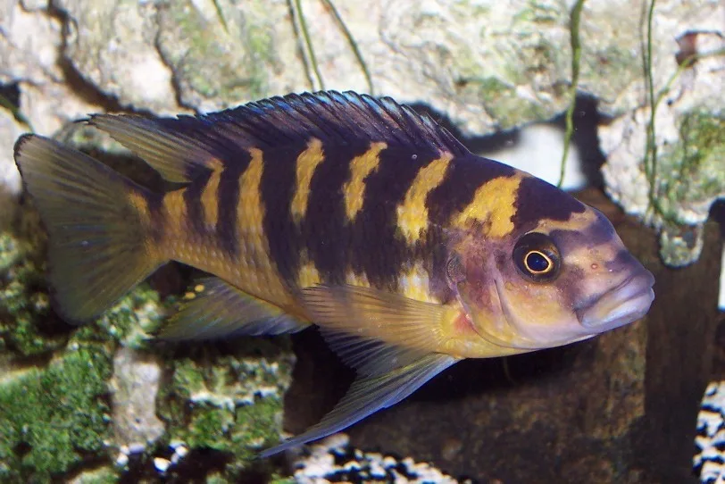 Foto de Pseudotropheus crabro em ambiente natural ou aquário