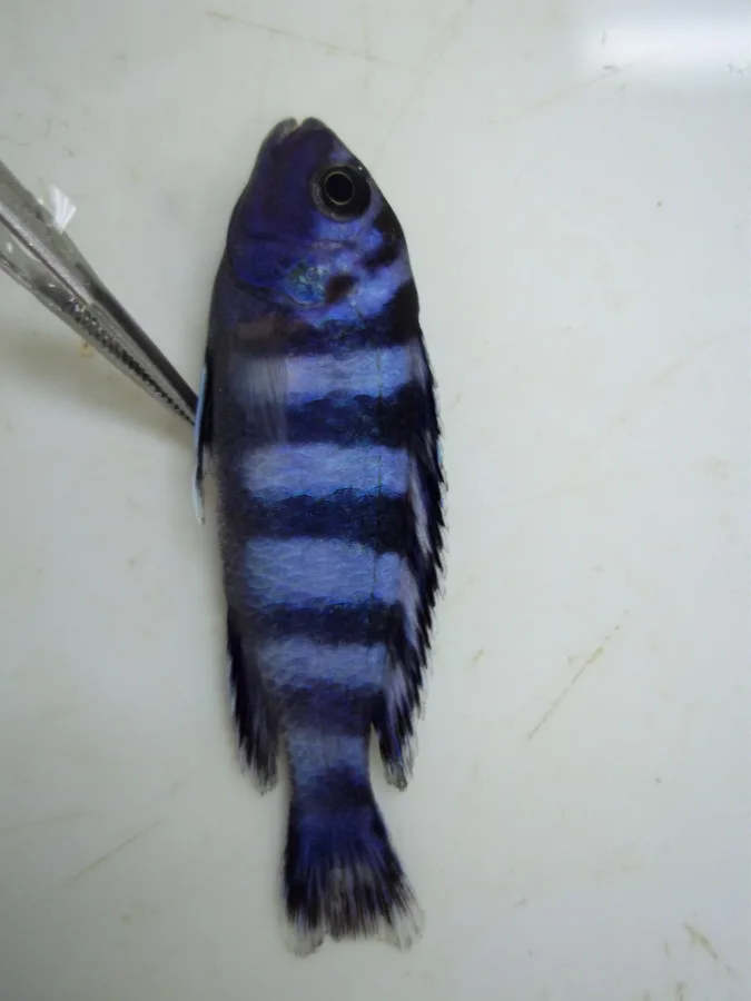 Foto de Pseudotropheus demasoni em ambiente natural ou aquário