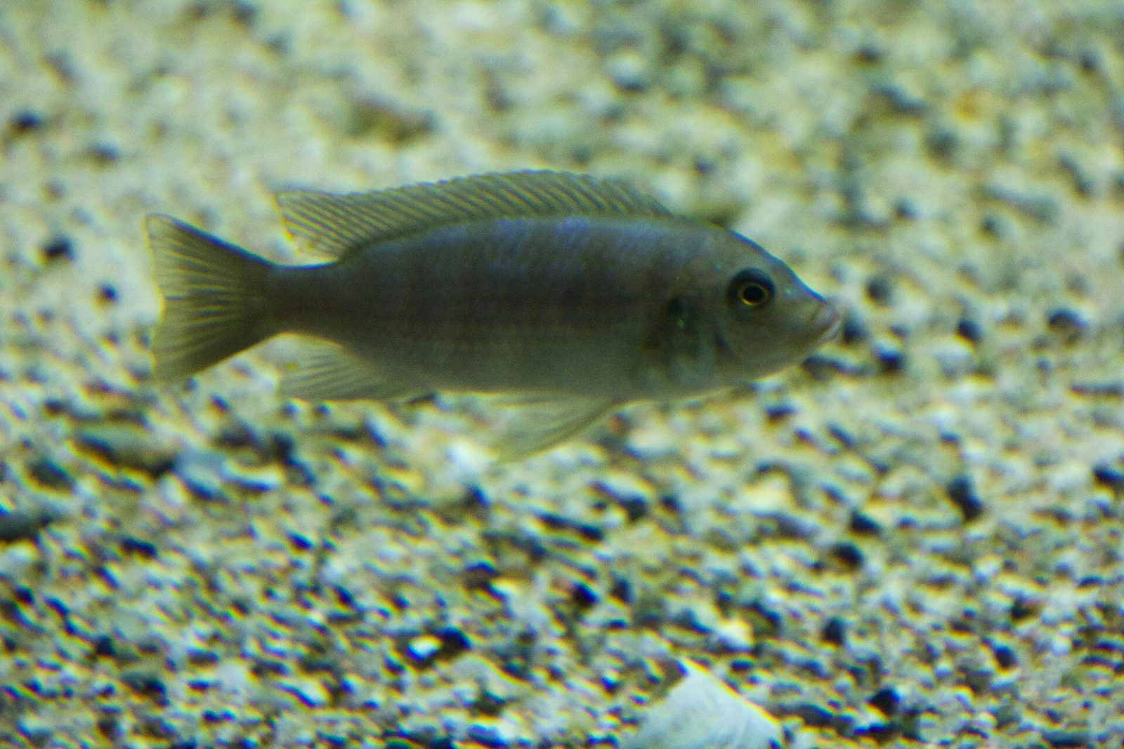 Foto de Pseudotropheus elongatus em ambiente natural ou aquário