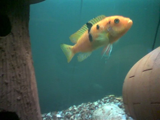 Foto de Pseudotropheus estherae em ambiente natural ou aquário