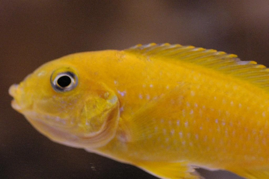 Foto de Pseudotropheus saulosi em ambiente natural ou aquário