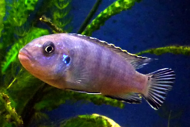 Foto de Pseudotropheus socolofi em ambiente natural ou aquário