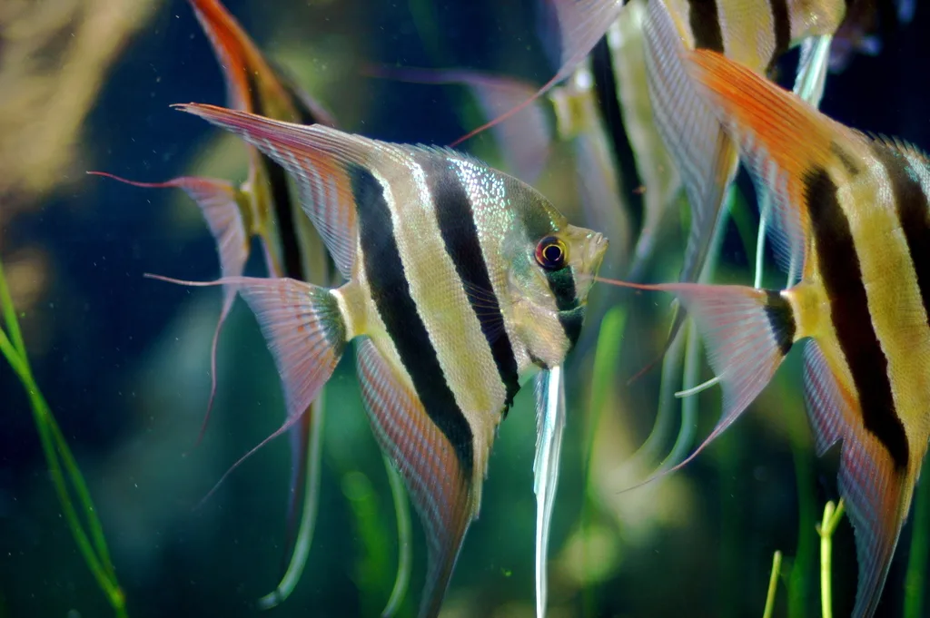 Foto de Pterophyllum altum em ambiente natural ou aquário