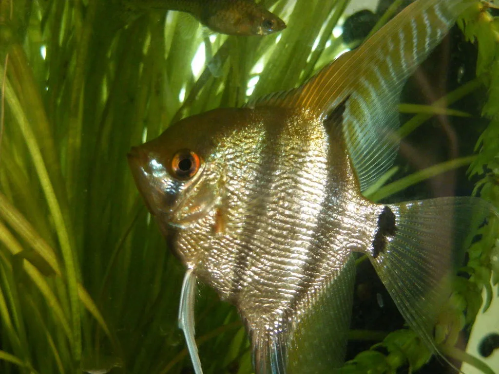 Foto de Pterophyllum scalare em ambiente natural ou aquário