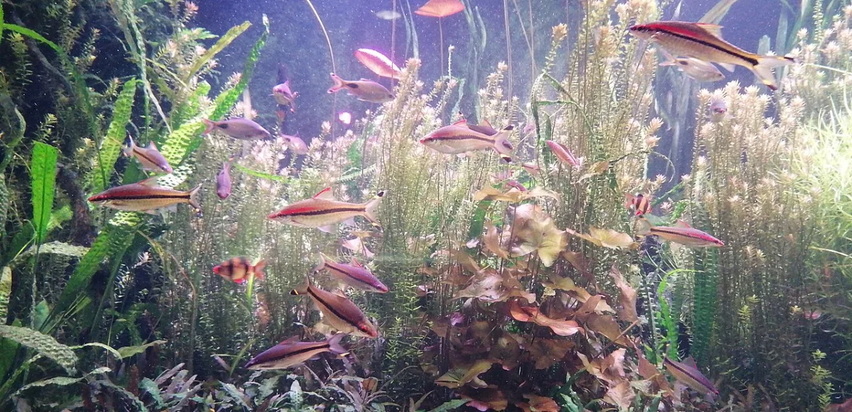 Foto de Puntius denisonii em ambiente natural ou aquário