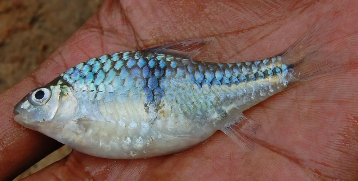 Foto de Puntius lateristriga em ambiente natural ou aquário