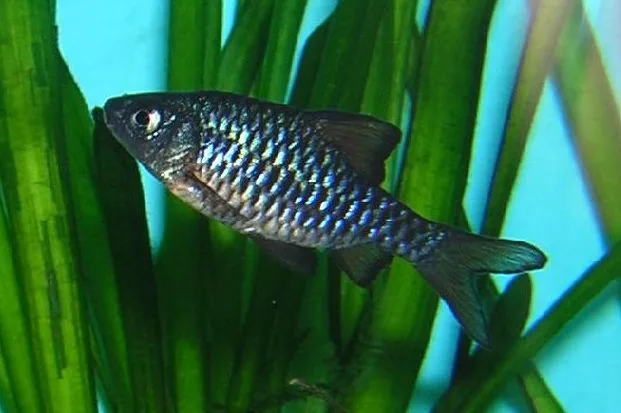 Foto de Puntius oligolepis em ambiente natural ou aquário