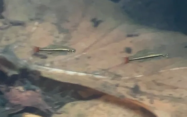 Foto de Rasbora borapetensis em ambiente natural ou aquário
