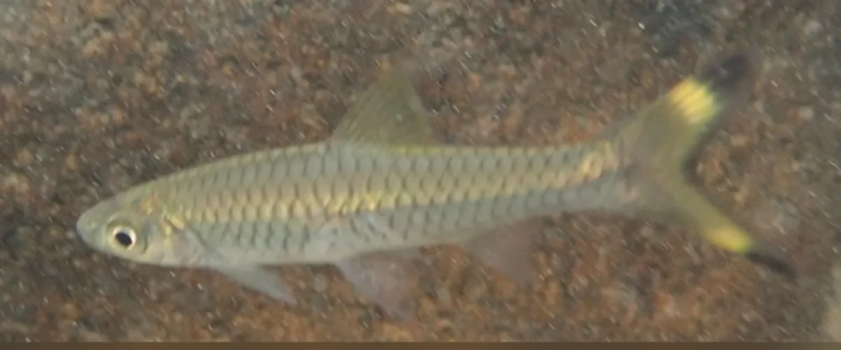 Foto de Rasbora caudimaculata em ambiente natural ou aquário