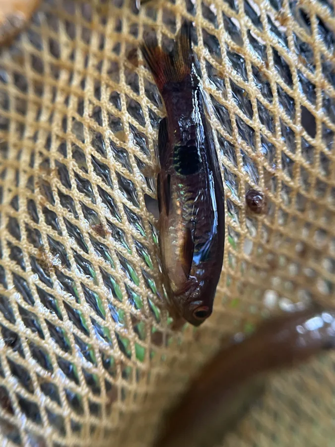 Foto de Rasbora kalochroma em ambiente natural ou aquário