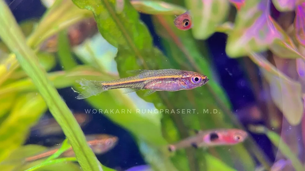 Foto de Rasbora pauciperforata em ambiente natural ou aquário