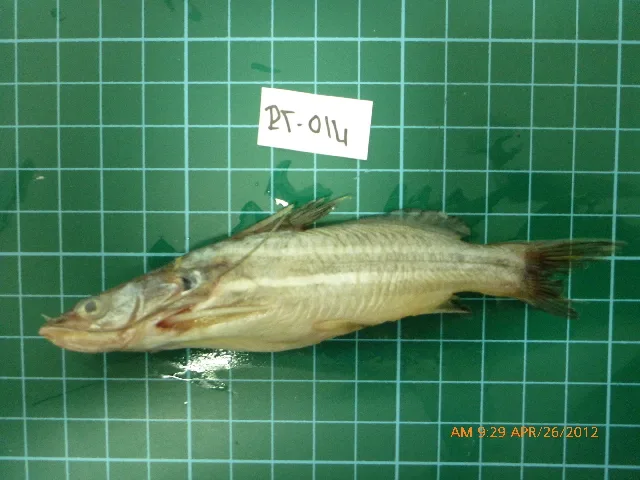 Foto de Rasbora rubrodorsalis em ambiente natural ou aquário