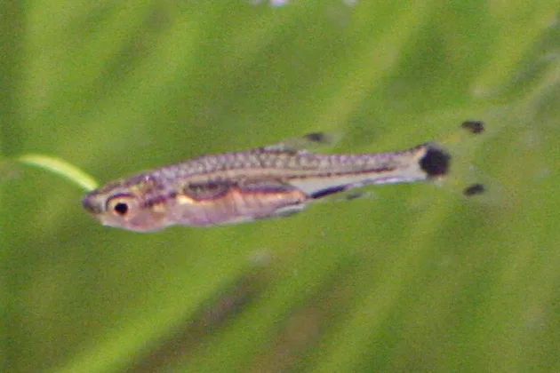 Foto de Rasbora spilocerca em ambiente natural ou aquário