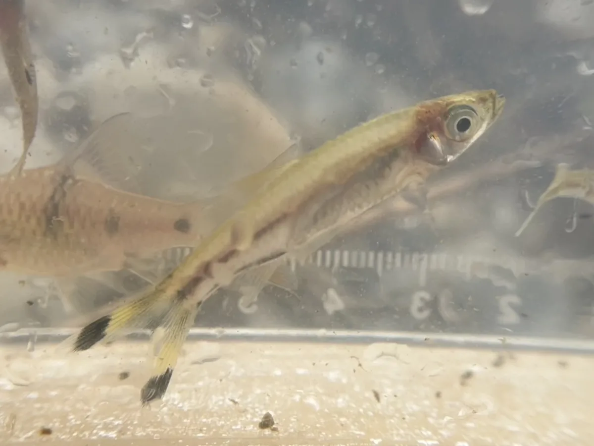 Foto de Rasbora trilineata em ambiente natural ou aquário