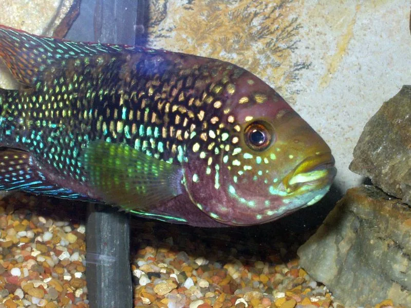 Foto de Rocio Octofasciata em ambiente natural ou aquário