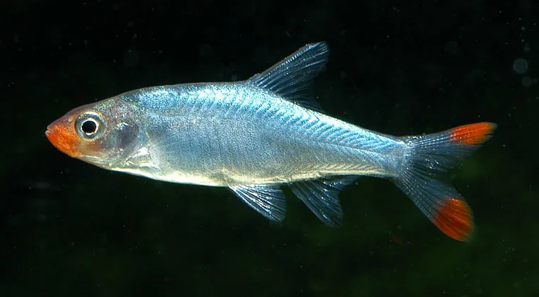 Foto de Sawbwa resplendens em ambiente natural ou aquário