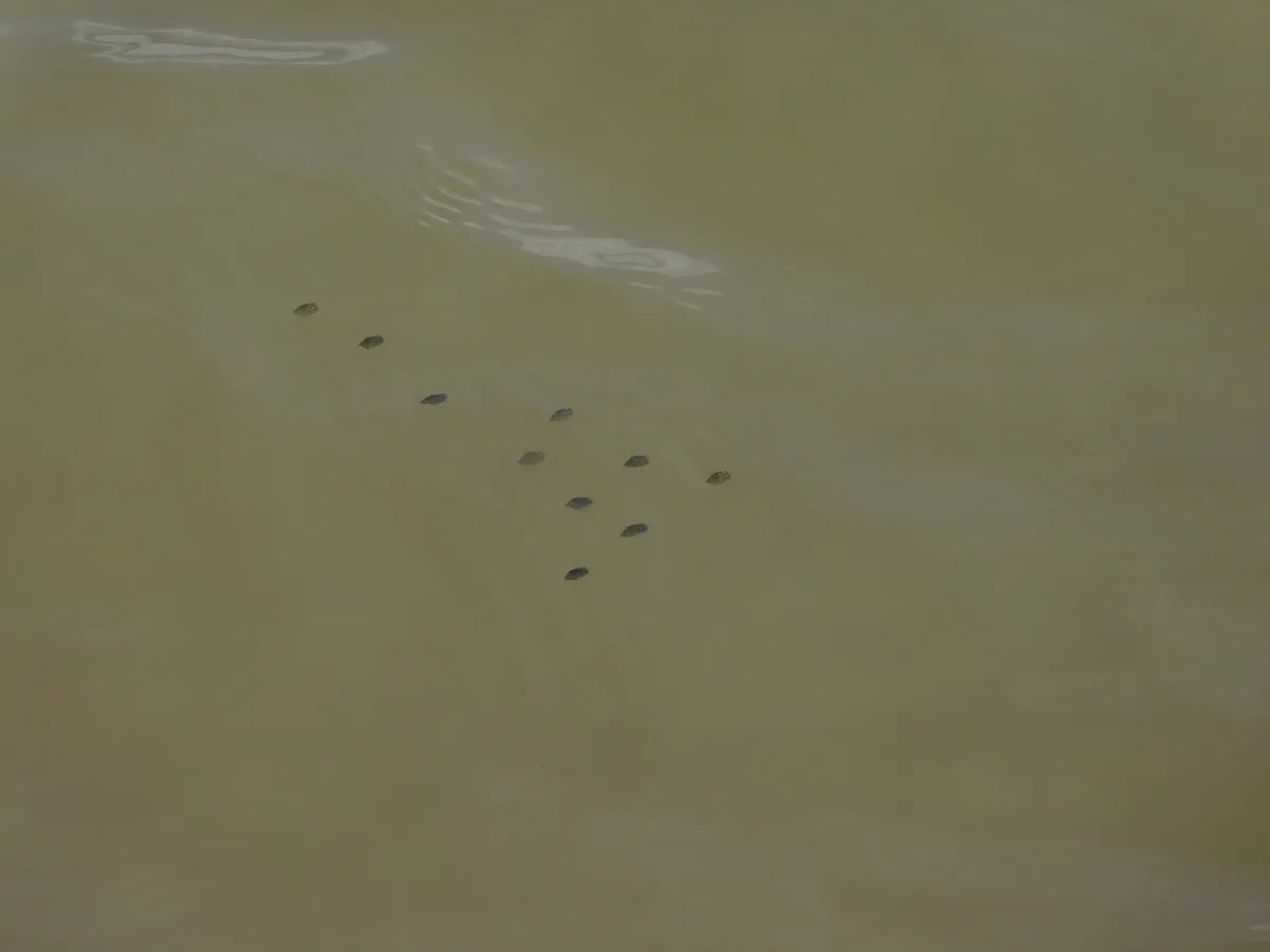 Foto de Scatophagus argus em ambiente natural ou aquário