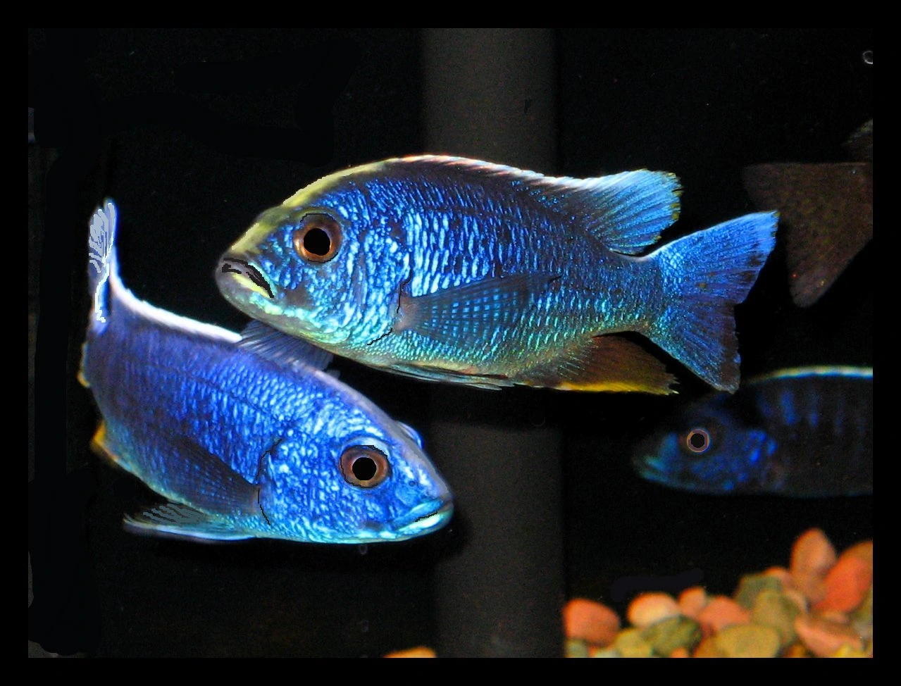 Foto de Sciaenochromis ahli em ambiente natural ou aquário