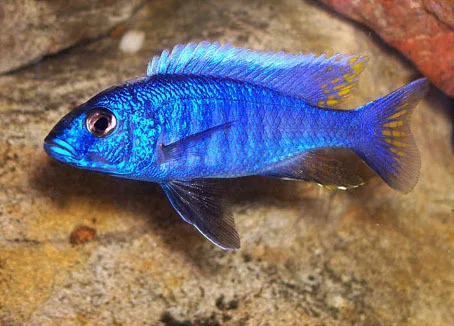 Foto de Sciaenochromis fryeri em ambiente natural ou aquário