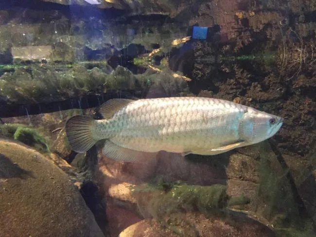 Foto de Scleropages leichardti em ambiente natural ou aquário
