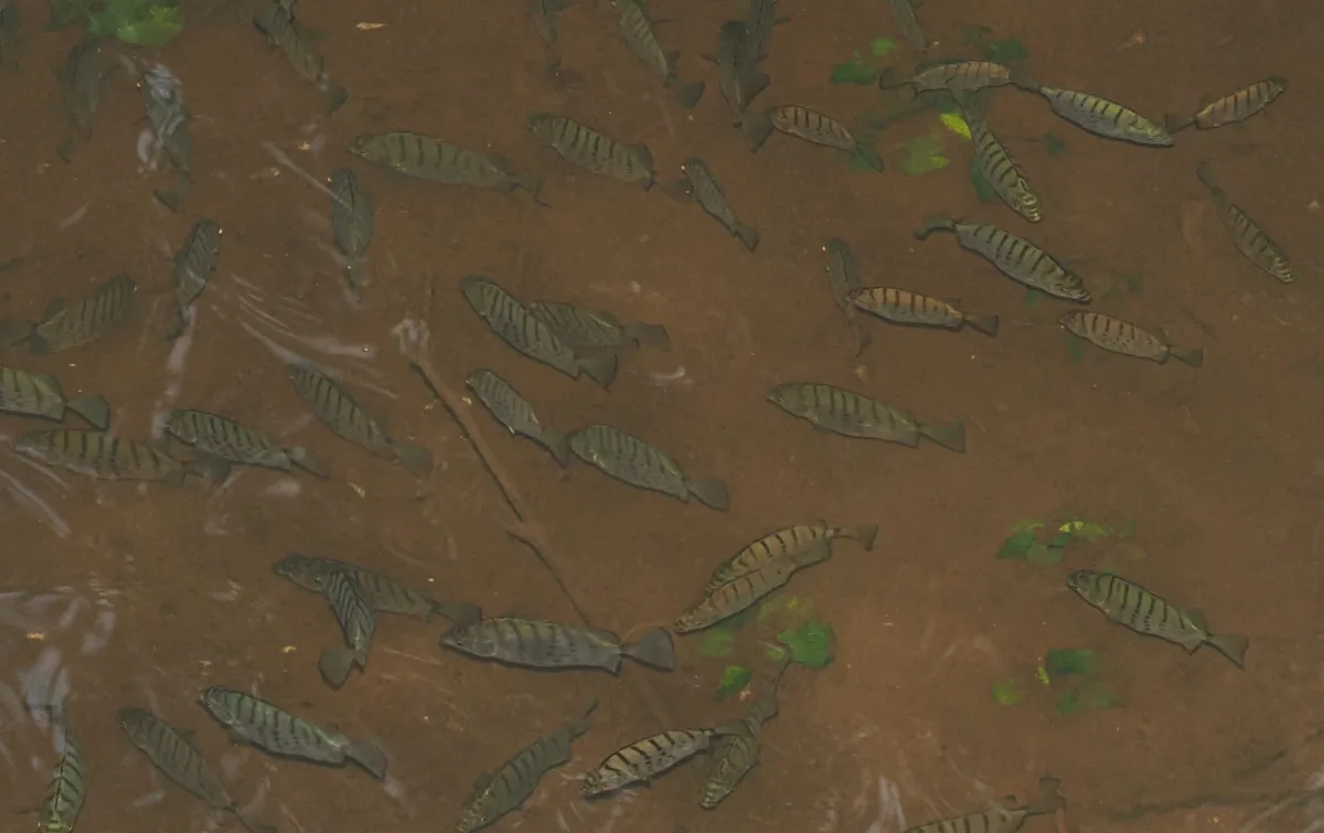 Foto de Selenotoca multifasciata em ambiente natural ou aquário