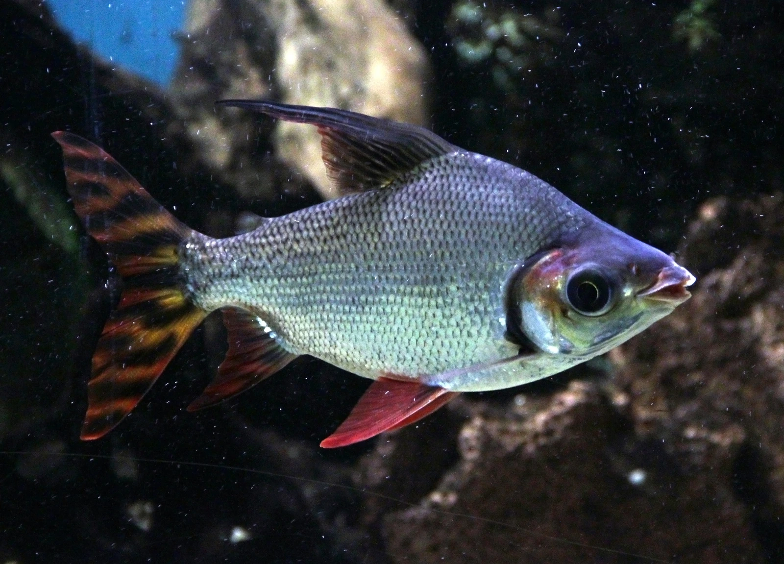 Foto de Semaprochilodus taeniurus em ambiente natural ou aquário