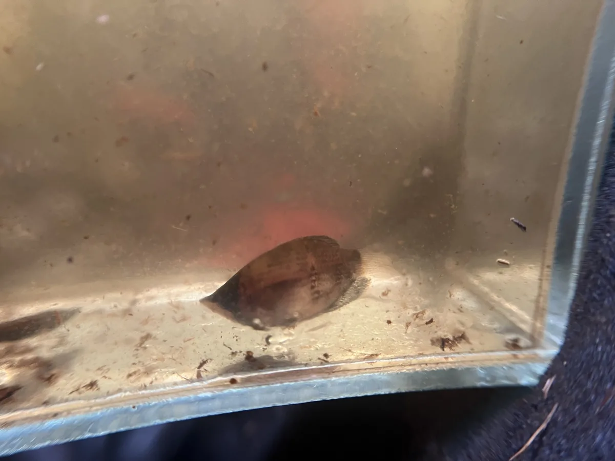Foto de Sphaerichthys osphromenoides em ambiente natural ou aquário