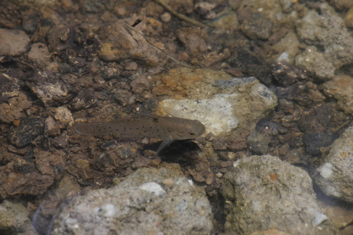 Foto de Stigmatogobius sadanundio em ambiente natural ou aquário