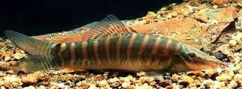 Foto de Syncrossus helodes em ambiente natural ou aquário
