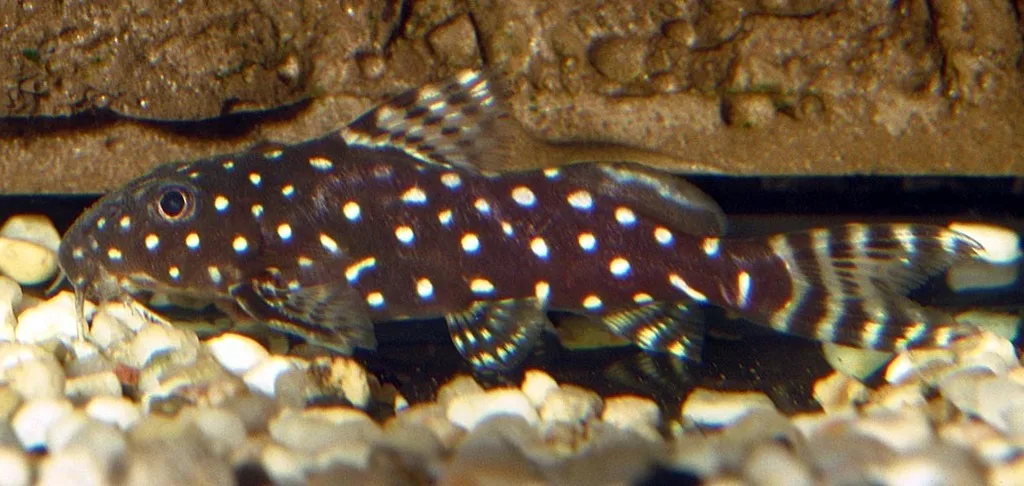 Foto de Synodontis angelicus em ambiente natural ou aquário