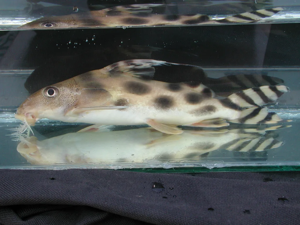 Foto de Synodontis decorus em ambiente natural ou aquário