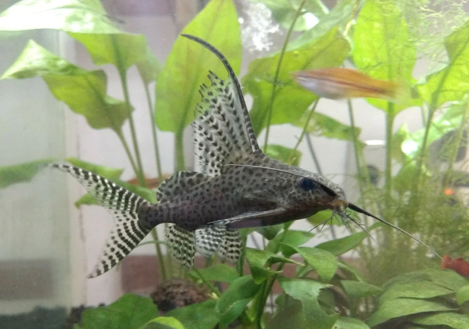 Foto de Synodontis eupterus em ambiente natural ou aquário