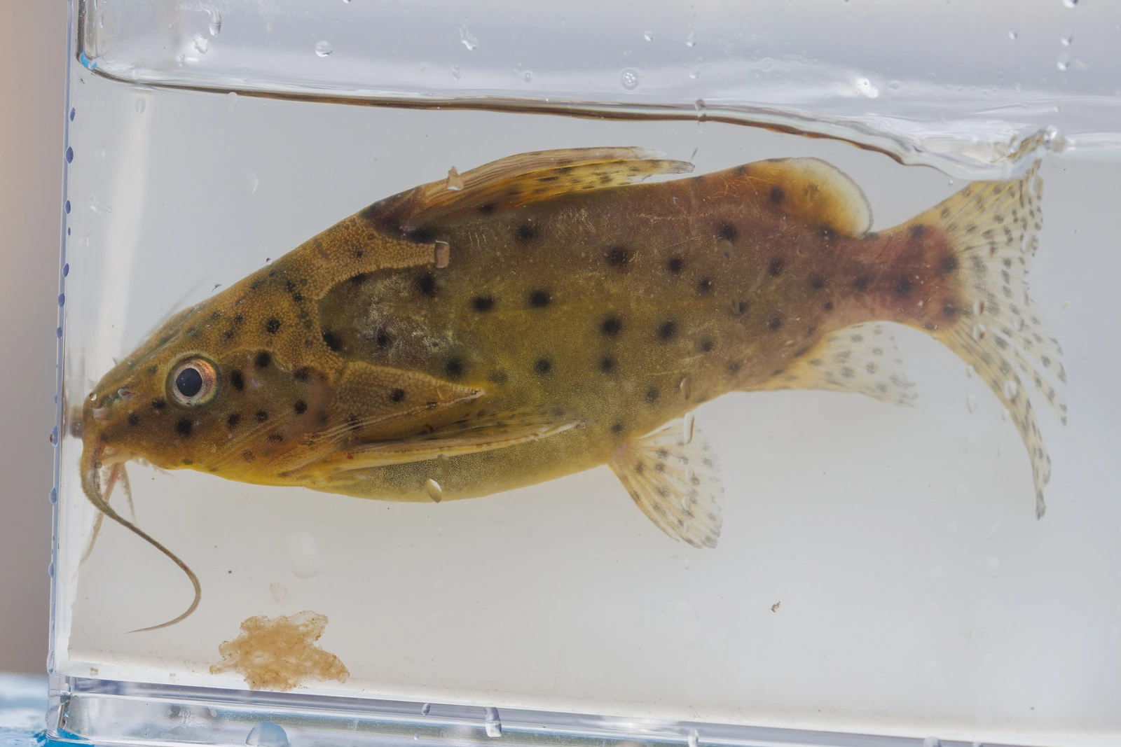 Foto de Synodontis nigrita em ambiente natural ou aquário