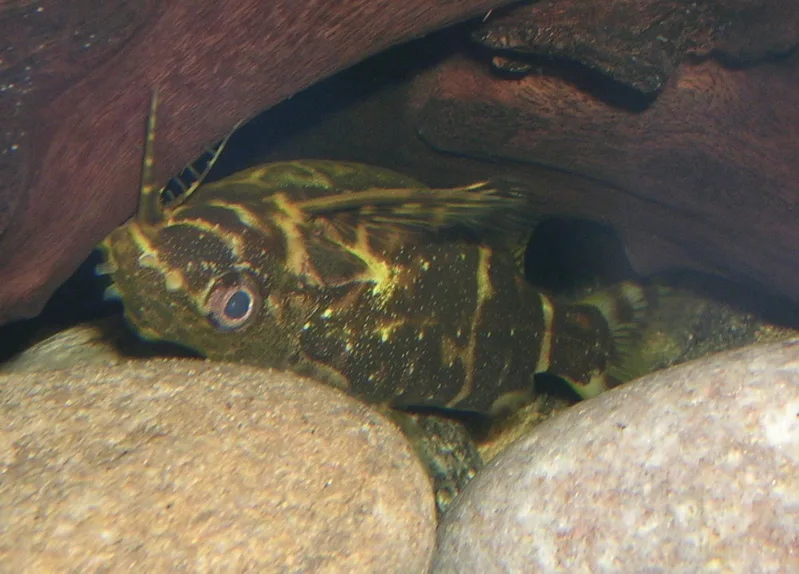Foto de Synodontis nigriventris em ambiente natural ou aquário
