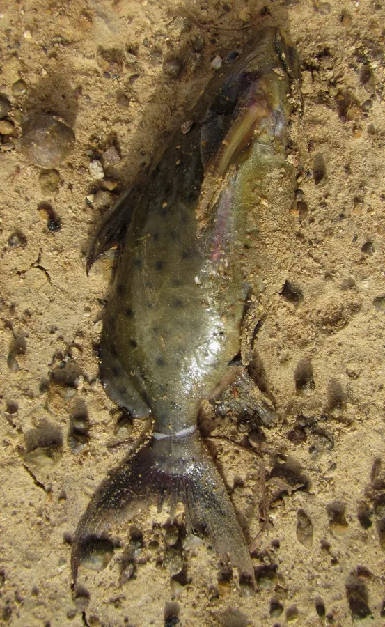 Foto de Synodontis ocellifer em ambiente natural ou aquário