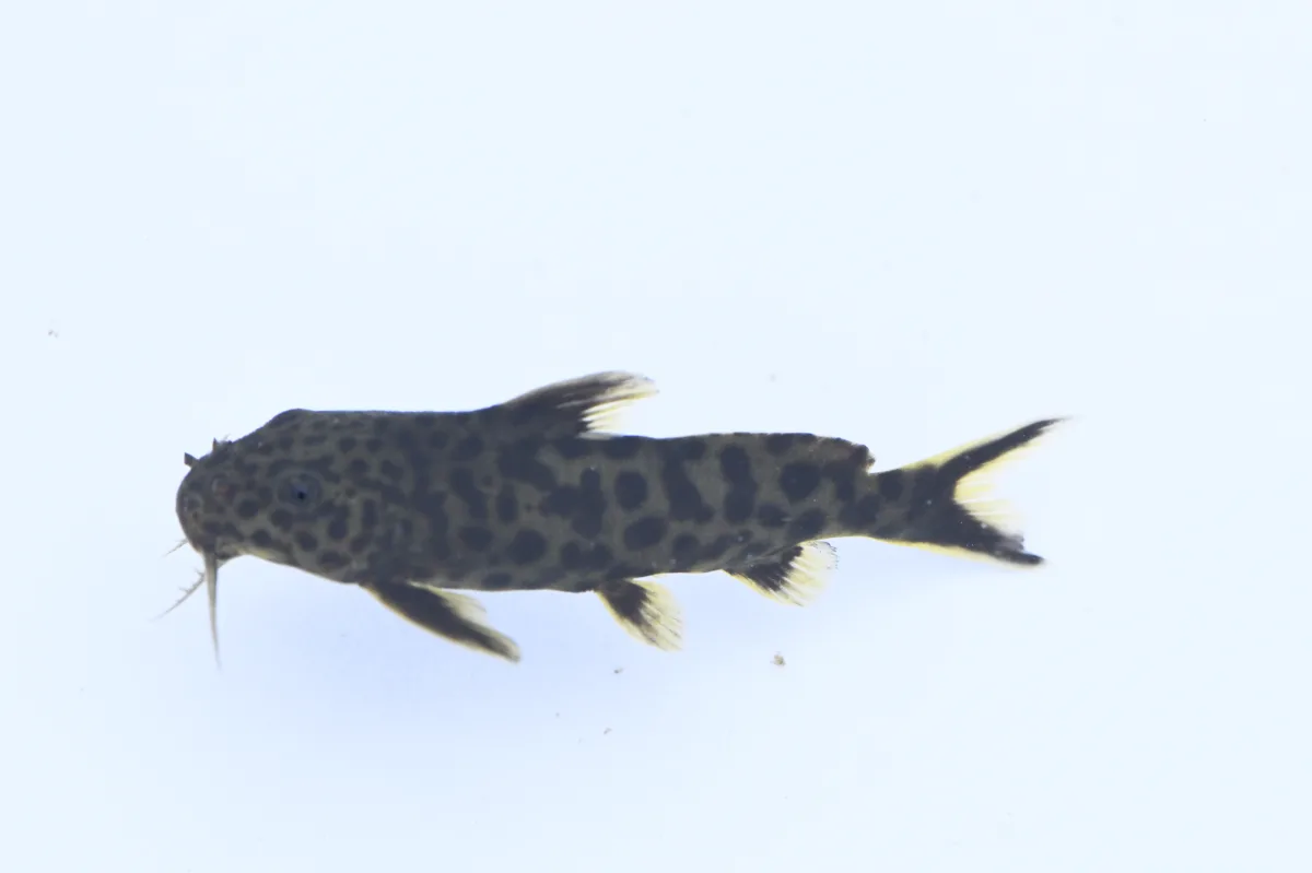 Foto de Synodontis petricola em ambiente natural ou aquário