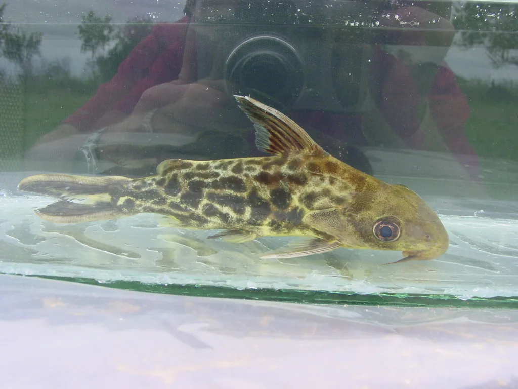 Foto de Synodontis pleurops em ambiente natural ou aquário