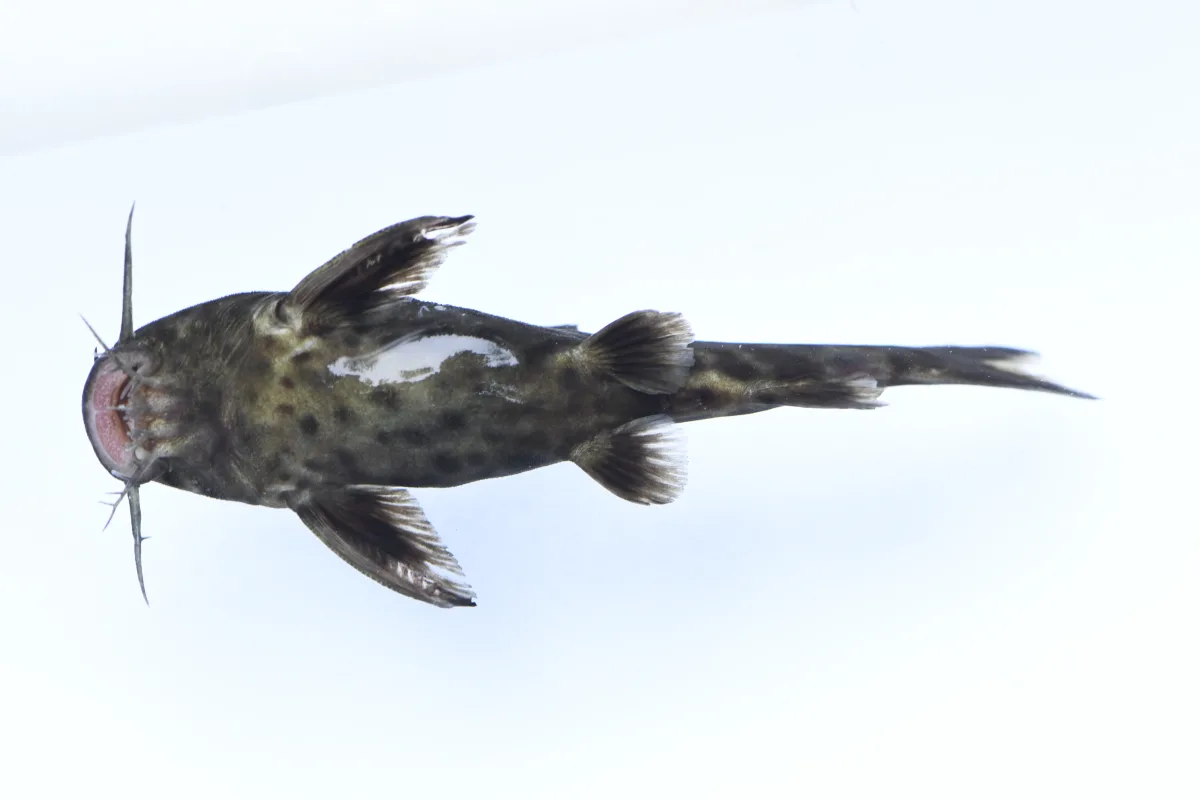 Foto de Synodontis polli em ambiente natural ou aquário