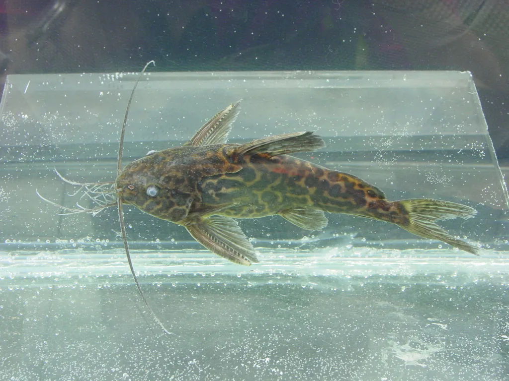 Foto de Synodontis schoutedeni em ambiente natural ou aquário
